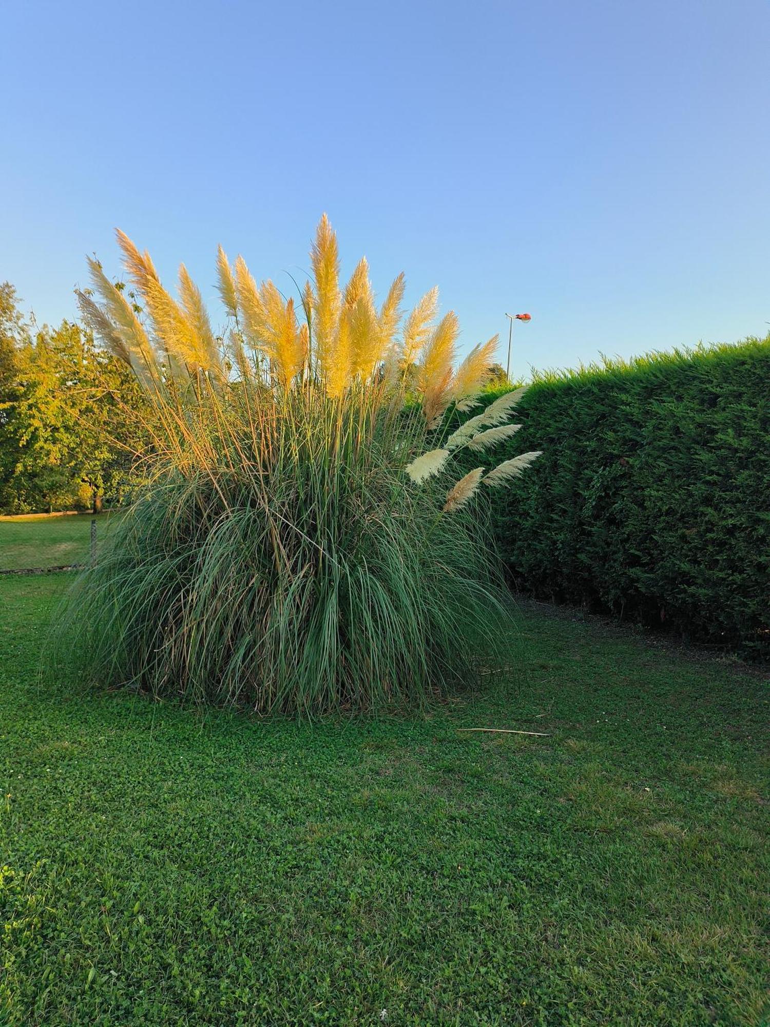 Vegetal Jungle Bed & Breakfast Blaye-Les-Mines Exterior photo